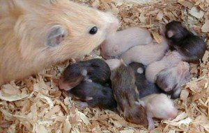 Раждане на хамстери