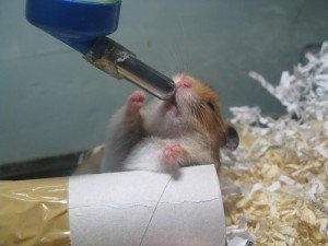 Хамстер пие вода