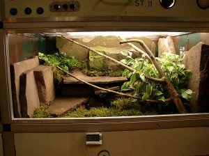 Стъклен терариум