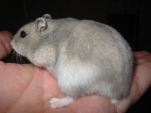 Бременност при хамстерите