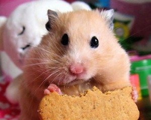 Mesocricetus auratus