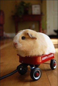 Разходка на морско свинче