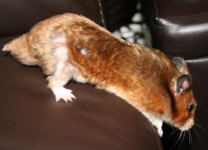 Видове болести при хамстери