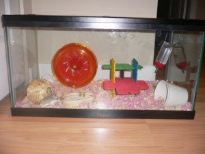 Аквариум за хамстери