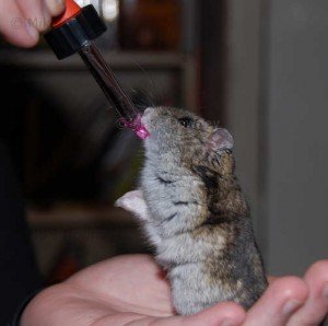 Лекарства за хамстери