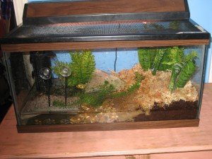 Домашен терариум