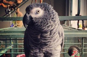 Закон за защита на папагалите