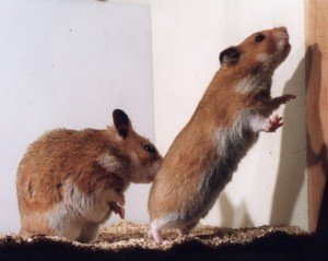 Чифтосване на хамстери