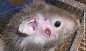 Болести при хамстери