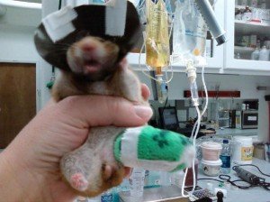 Наранявания при хамстерите