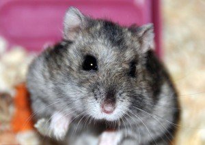 Мини хамстер