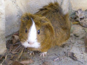 Морско свинче