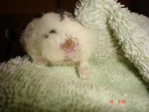 Разстройство на хамстера