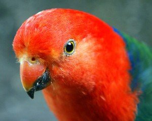 Австралийски кралски папагали