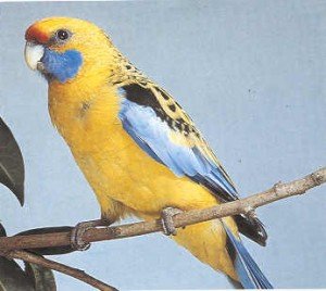 Жълта розета