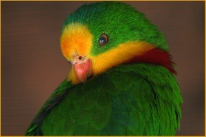 Кокардов папагал