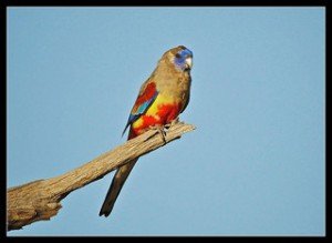 Червенокоремно пойно папагалче