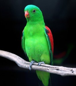 Червенокрил папагал