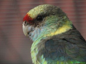 Barnardius-barnardi-barnardi