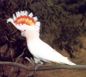 Какаду инка