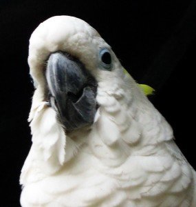 Жълтокачулато какаду