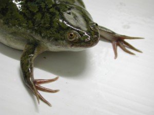 Ноктеста жаба