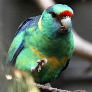 Зеленокоремна огърлична розела