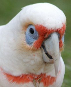 Дългоклюно какаду