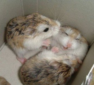 Развъждане на морски свинчета