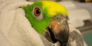 Болести при папагалите