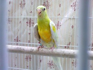 Златораменно пойно папагалче