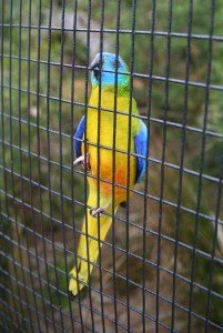 Аленогръдо треварче