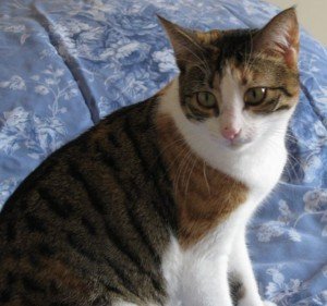 cat 300x281 Човек и котка