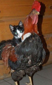 Котка и други животни