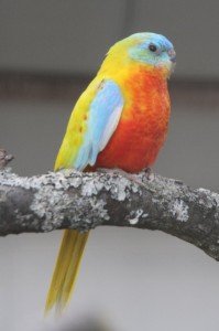 Изящно треварче