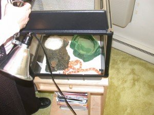 Терариумни животни