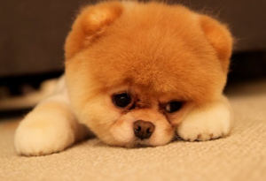 Развитие на малкото куче