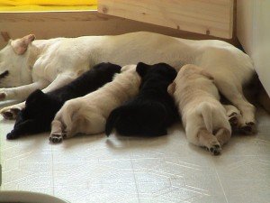 Бозаене при кучетата