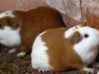 Какви опасности се крият за морско свинче в дома или градината