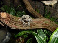 Как да си направим терариум за жаби