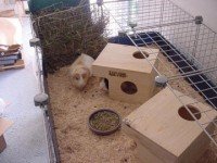 Клетка за морско свинче