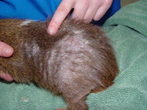 Морско свинче болести