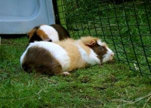 Морски свинчета на двора