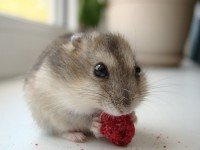 Малък хамстер