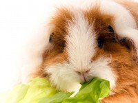 Хранене на морско свинче