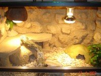 Гекон – отглеждане и терариум