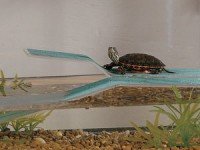 Терариум за водни костенурки