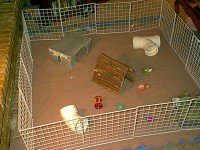 Покъщнината на морско свинче