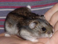 Кожни, очни и недоимъчни болести при хамстерите