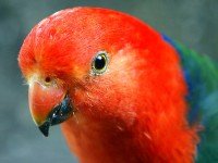 Австралийски кралски папагал